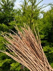 Khamaré - Racine de Vétiver