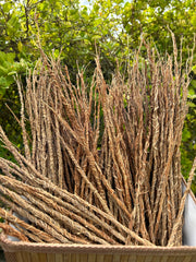 Khamaré - Racine de Vétiver