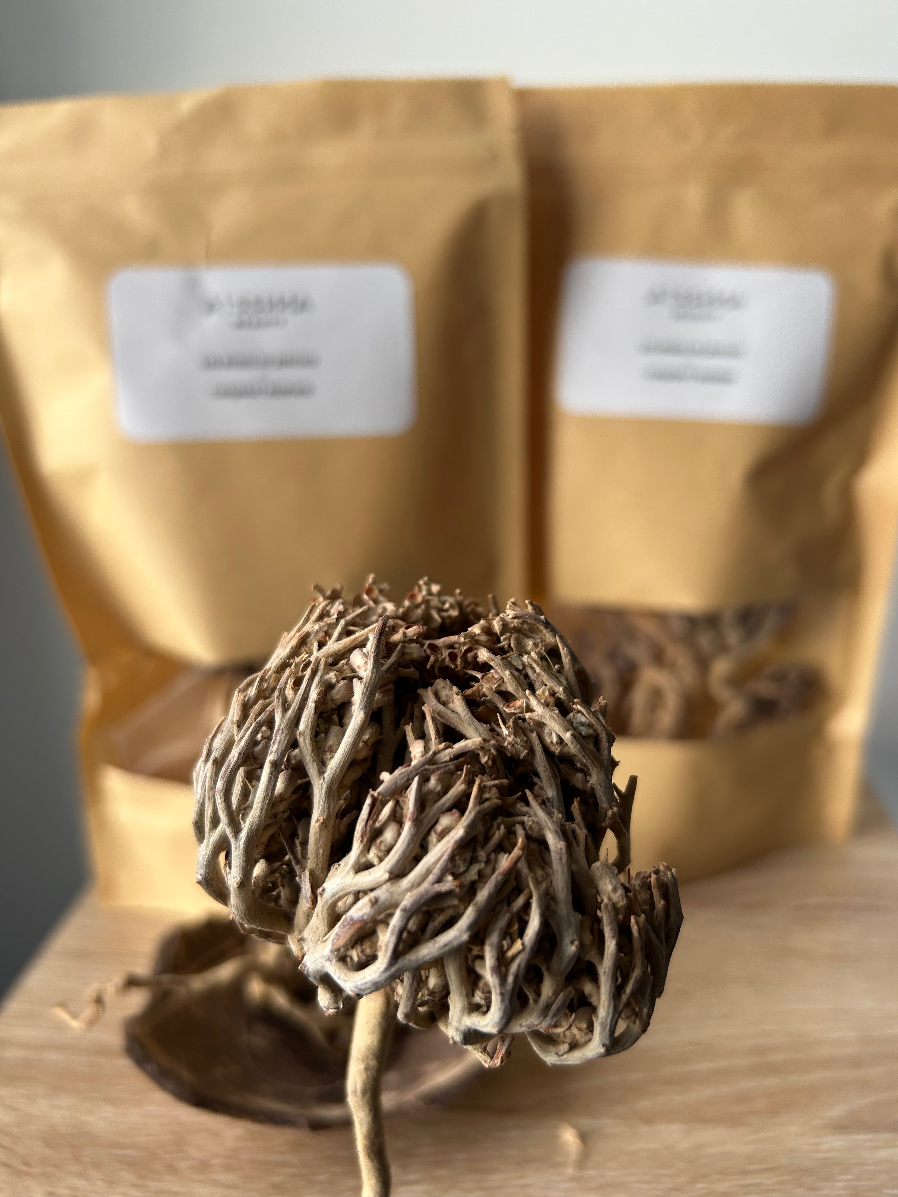 La Rose de Jericho - Chajarat Mariam