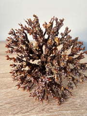 La Rose de Jericho - Chajarat Mariam